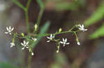 Michaux's saxifrage